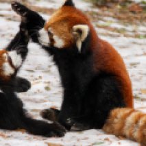 Esemplari di Panda Rosso