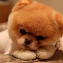 Boo, il Pomeranian più famoso del mondo