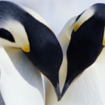 Coppia di Pinguini