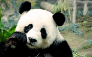 panda-eating