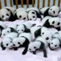 Numerosi cuccioli di Panda appena nati