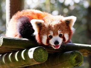 Panda-rosso-sorridente