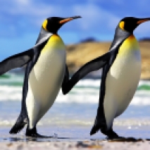 Esemplari di Pinguino