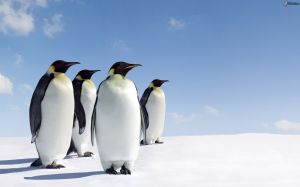 pinguini-neve-176776