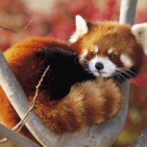 Esemplare di Panda Rosso