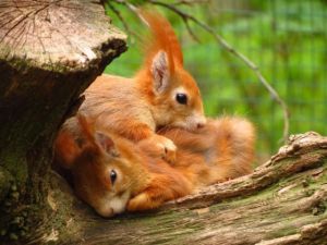 Red-squirrels