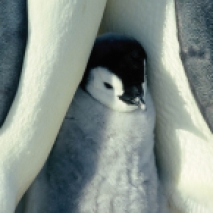 Cucciolo di Pinguino riscaldato dai genitori